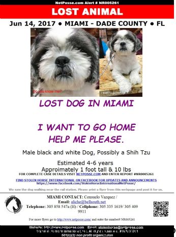 LOST ANIMAL Lost Dog in Miami, Fl - Do you know him? Near Miami, FL, 33145